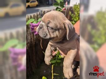 Ράτσα: Γαλλικό Μπουλντόγκ - Bulldog | Ηλικία: 2,5 μηνών | Φύλο: Θηλυκό | Αρ. Microchip: 9086754322 | Εκπαιδευμένο | Περιοχή: Πειραιάς, Αττική